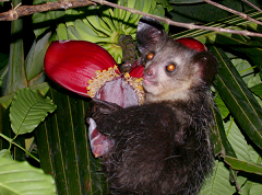 Aye-aye!