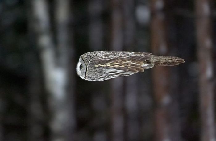 Owl In Flight