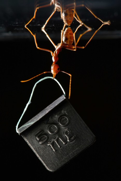 Dr. Thomas Endlein's Asian Weaver Ant Picture